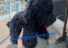 Cuahanggaubong.com vừa đạt thành công mới khi sản xuất thành công gấu bông chó Poodle theo yêu cầu c